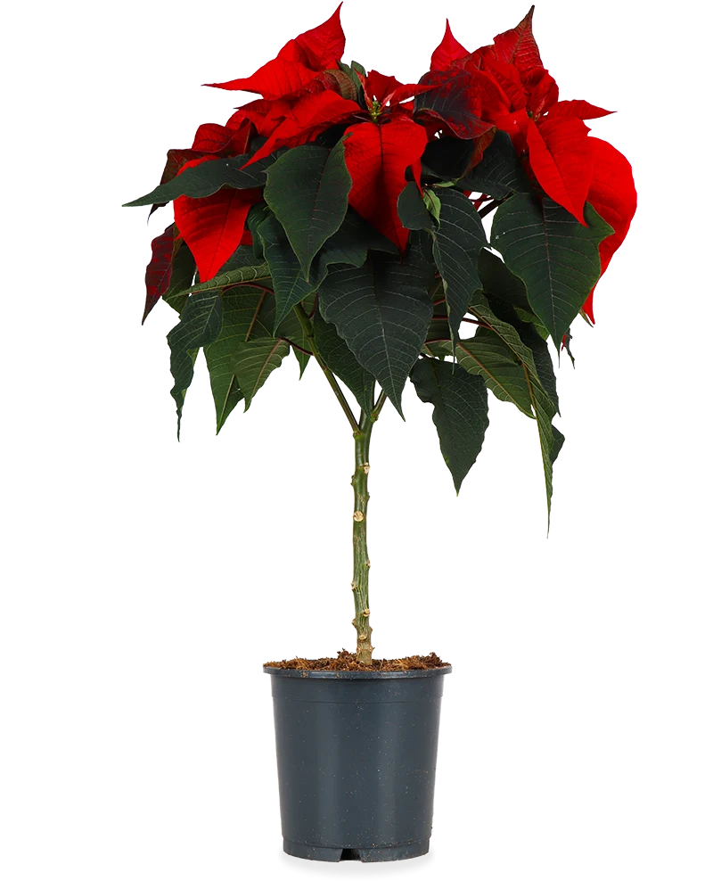 Euphorbia pulcherrima christmas feelings (auf Stamm) (rot) (Weihnachtsstern)