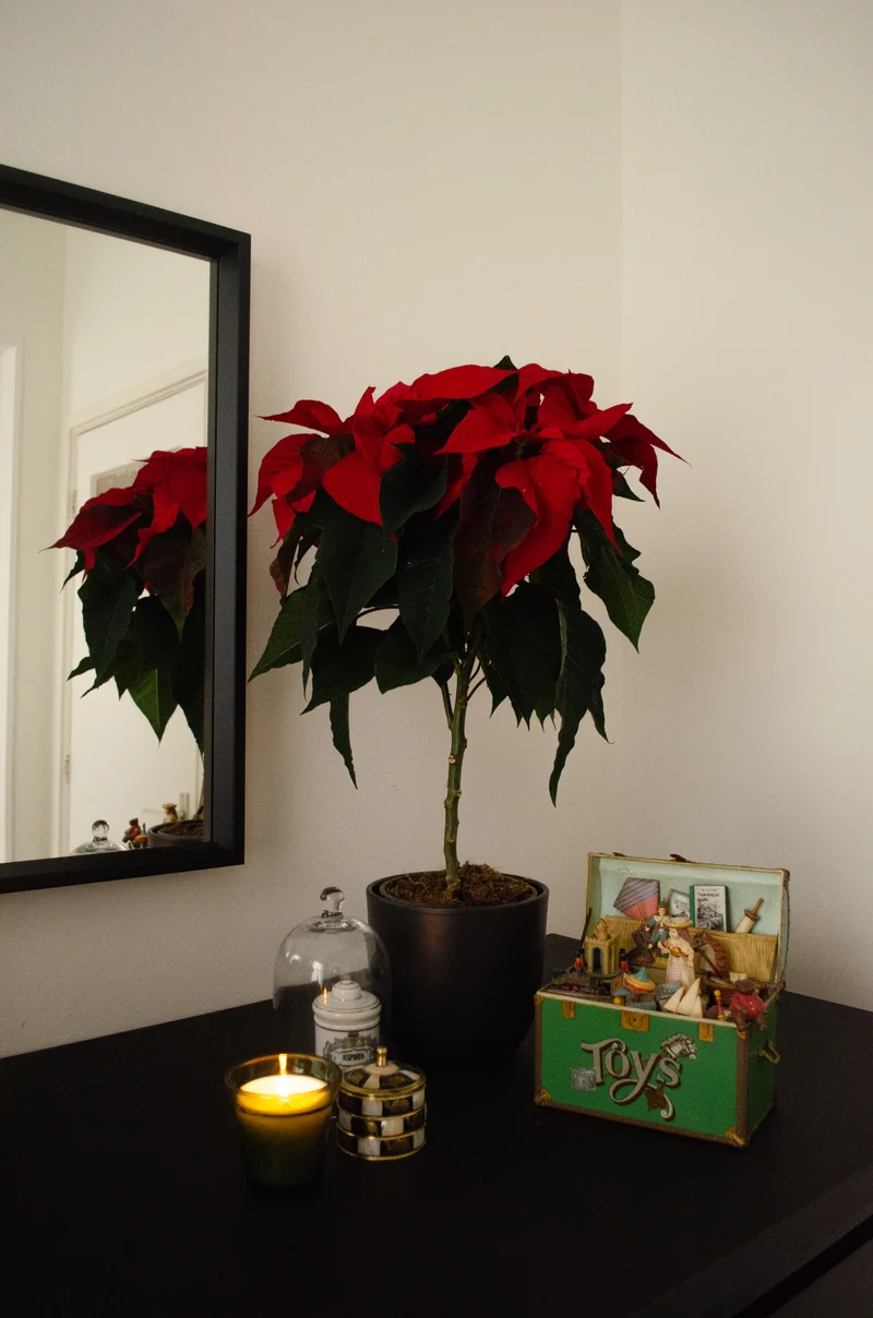 Euphorbia pulcherrima christmas feelings (auf Stamm) (rot) (Weihnachtsstern)
