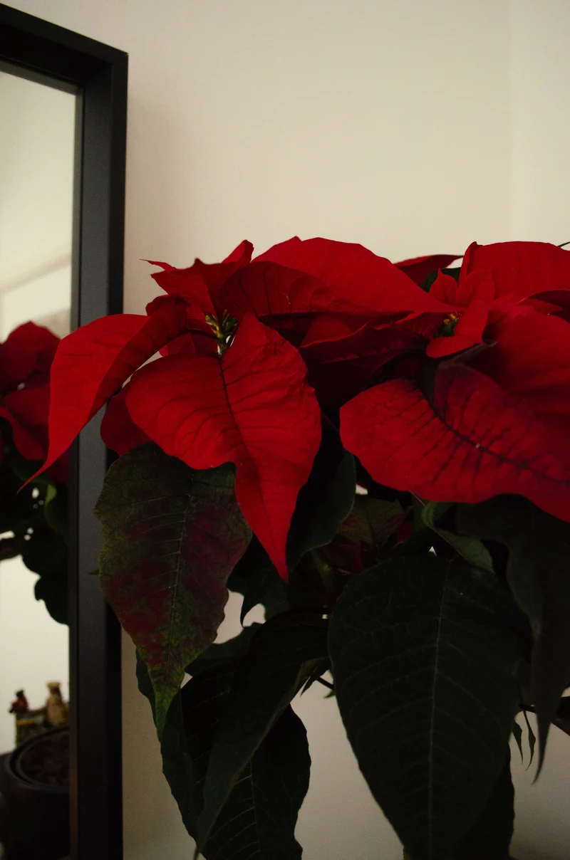 Euphorbia pulcherrima christmas feelings (auf Stamm) (rot) (Weihnachtsstern)