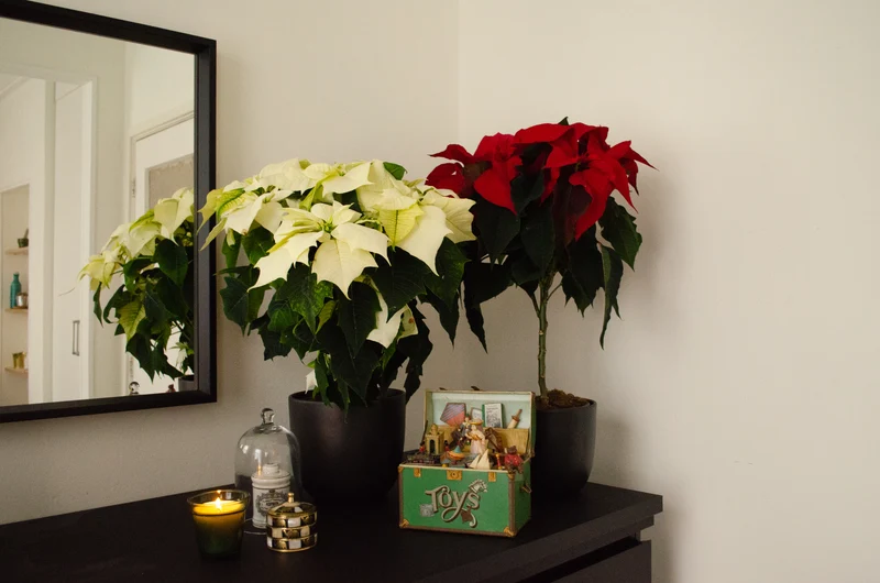 Euphorbia pulcherrima christmas feelings (auf Stamm) (rot) (Weihnachtsstern)