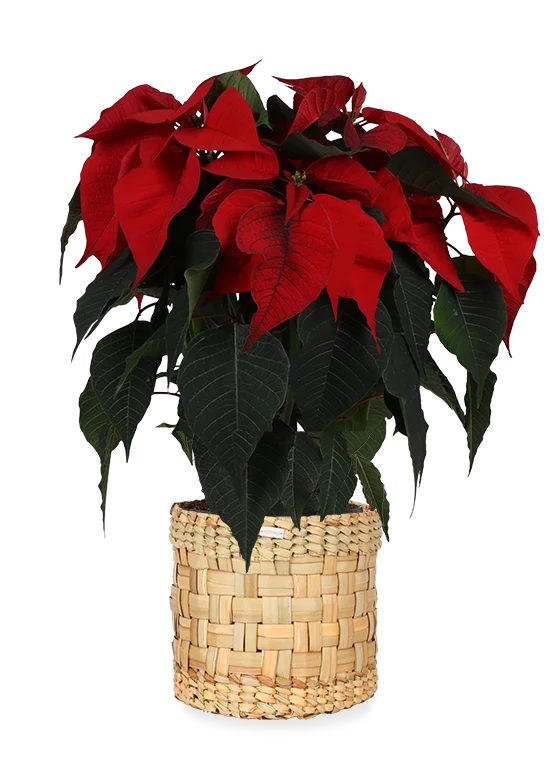 Euphorbia pulcherrima christmas feelings (rot) (Weihnachtsstern)