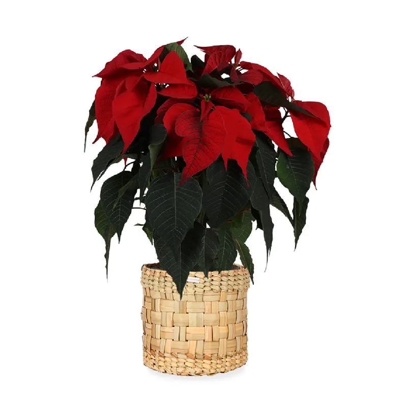 Euphorbia pulcherrima christmas feelings (rot) (Weihnachtsstern)