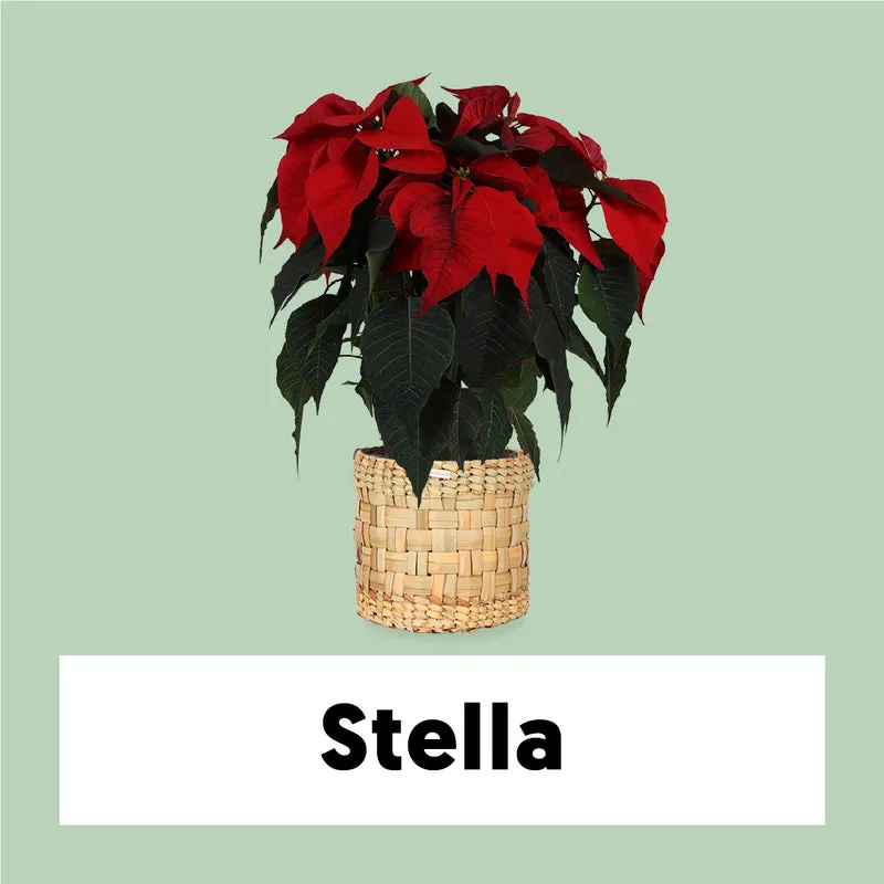 Euphorbia pulcherrima christmas feelings (rot) (Weihnachtsstern)