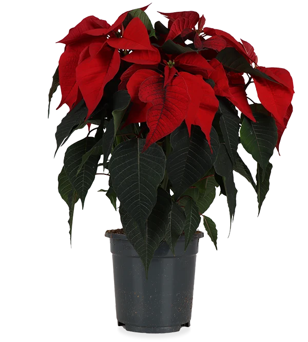 Euphorbia pulcherrima christmas feelings (rot) (Weihnachtsstern)