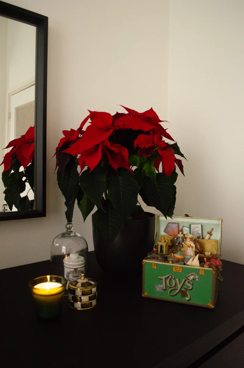 Euphorbia pulcherrima christmas feelings (rot) (Weihnachtsstern)
