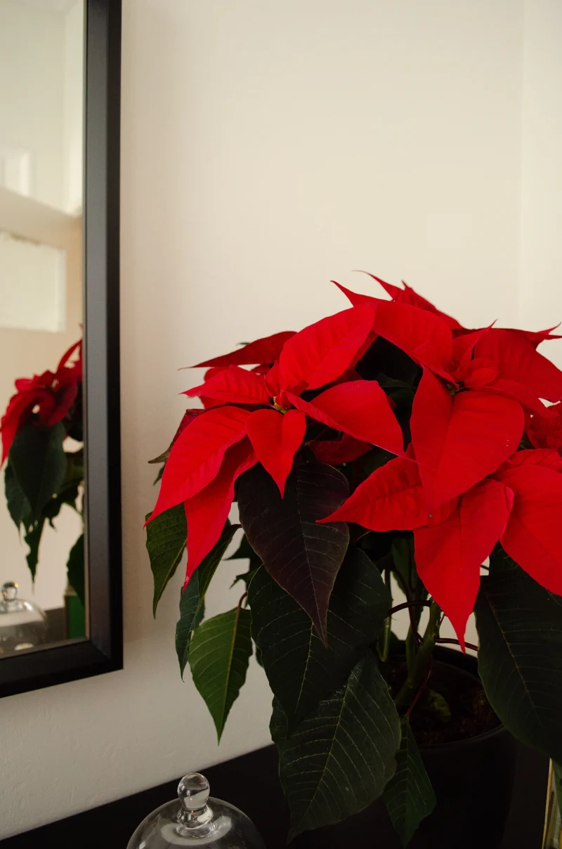 Euphorbia pulcherrima christmas feelings (rot) (Weihnachtsstern)
