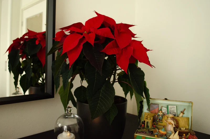 Euphorbia pulcherrima christmas feelings (rot) (Weihnachtsstern)