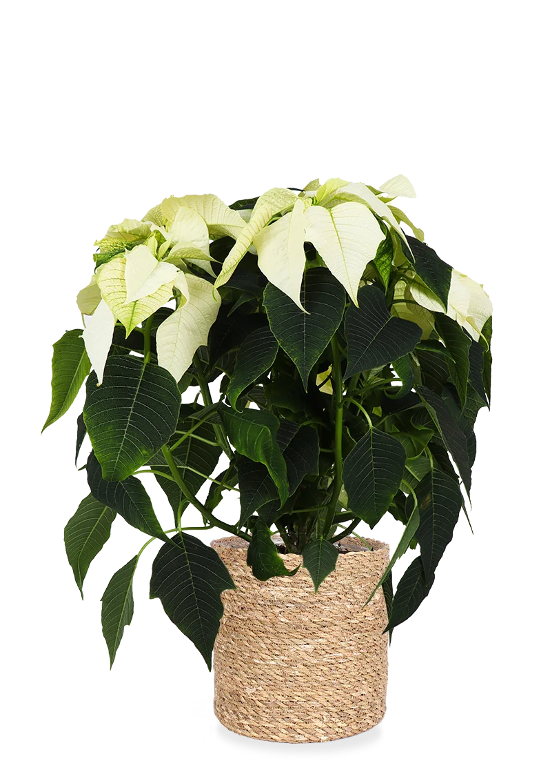 Euphorbia pulcherrima alaska (weiß) (Weihnachtsstern)