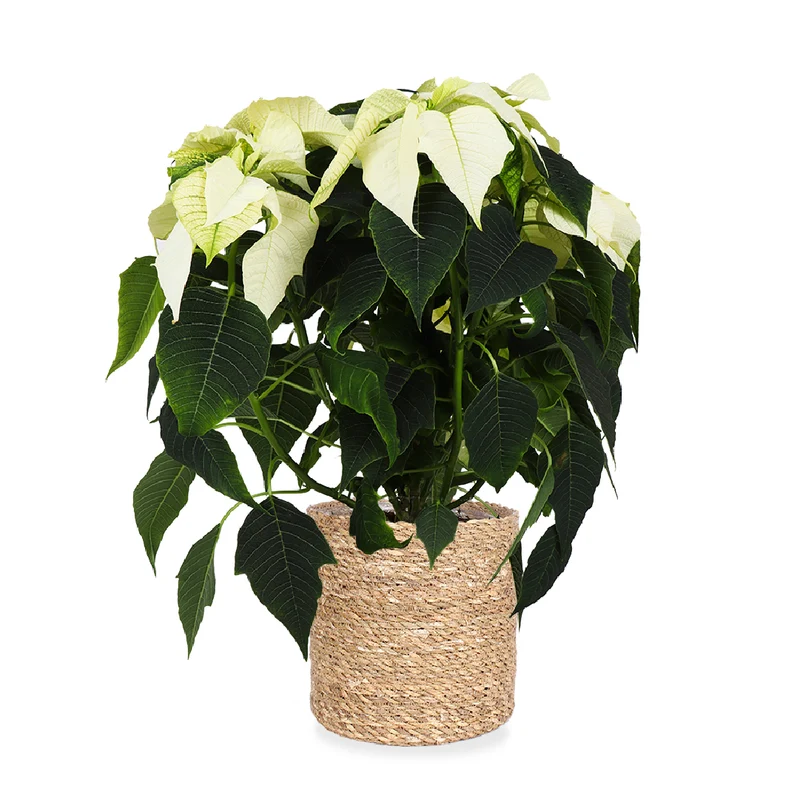 Euphorbia pulcherrima alaska (weiß) (Weihnachtsstern)