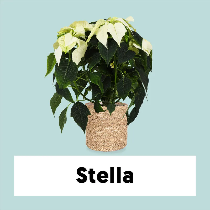 Euphorbia pulcherrima alaska (weiß) (Weihnachtsstern)