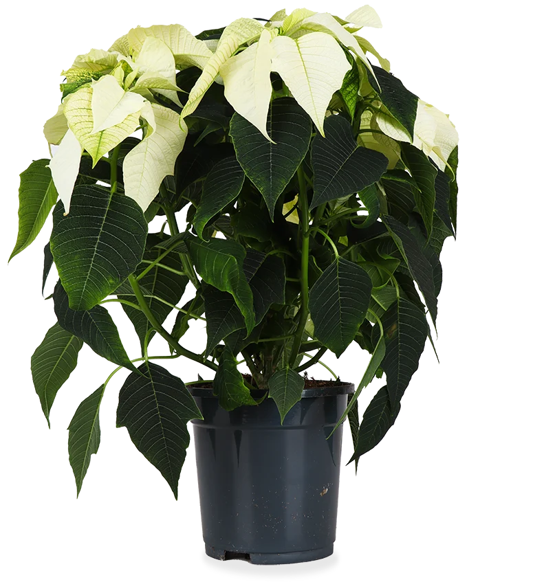 Euphorbia pulcherrima alaska (weiß) (Weihnachtsstern)