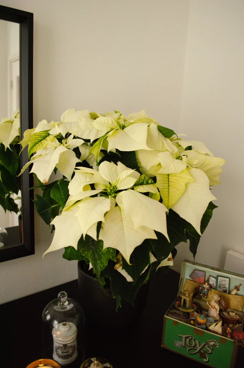 Euphorbia pulcherrima alaska (weiß) (Weihnachtsstern)