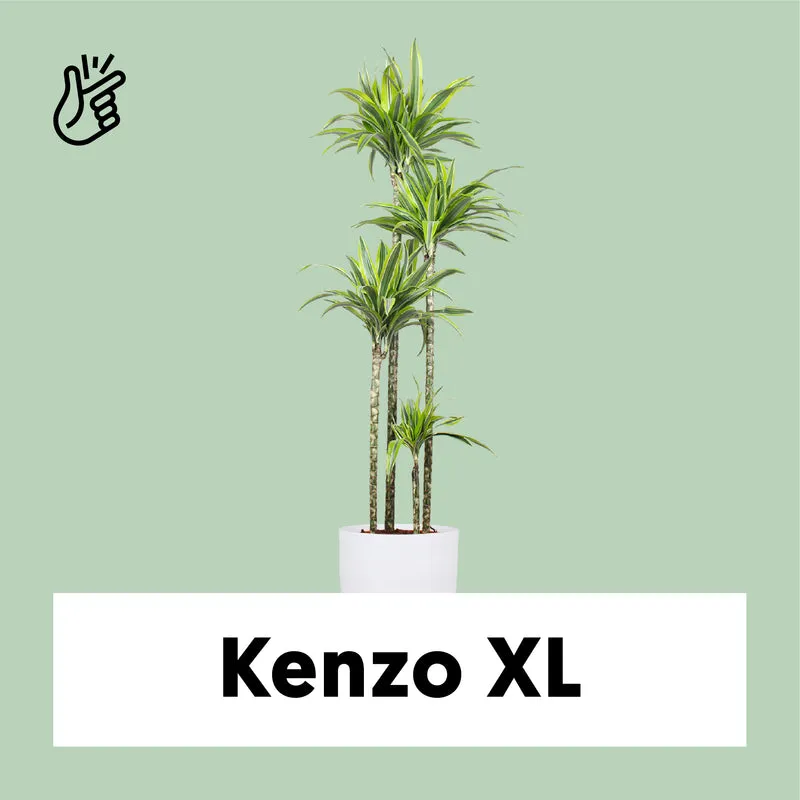 Dracaena lemon lime (Drachenbaum) (XL)