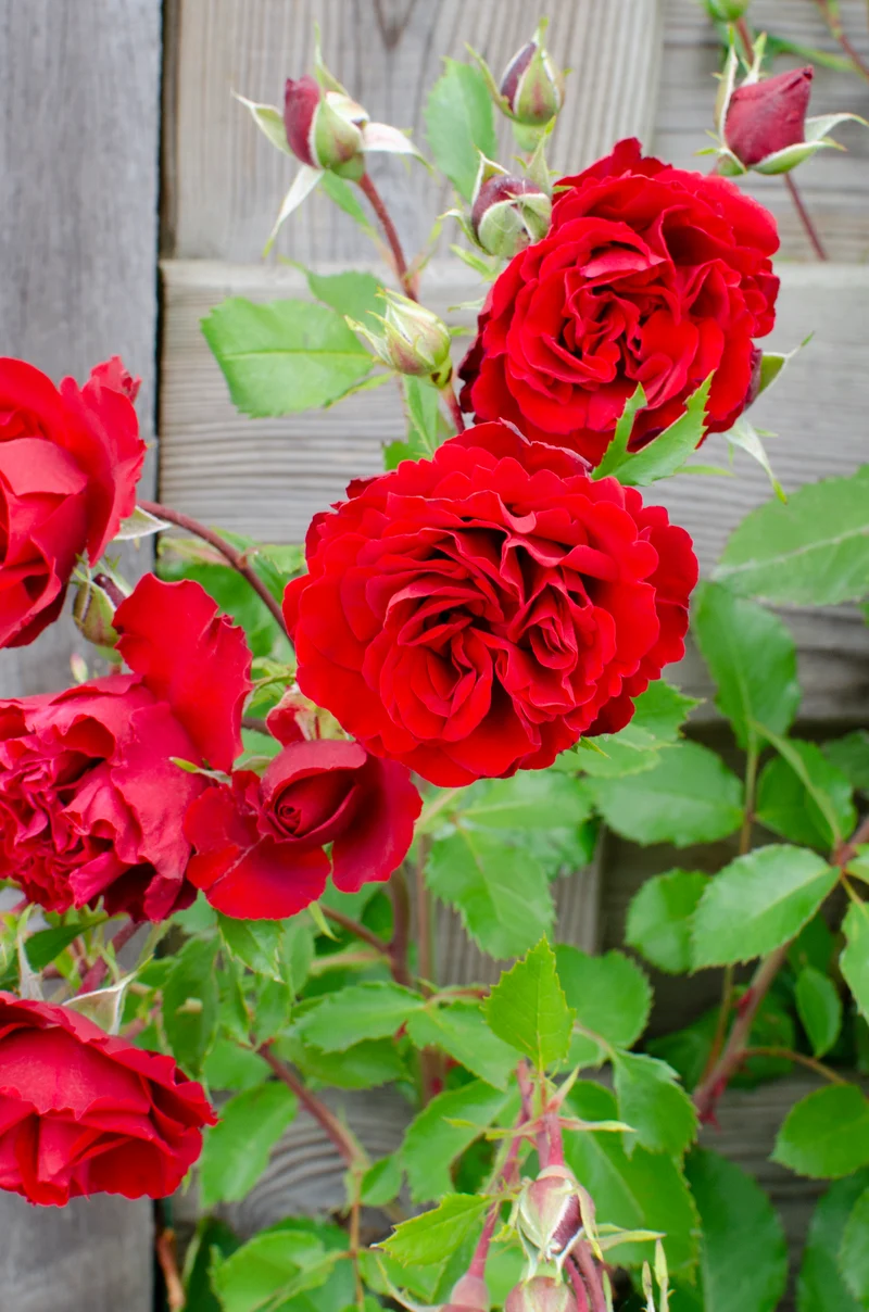 Rosa "crazy in love" (Kletterrose) (M)