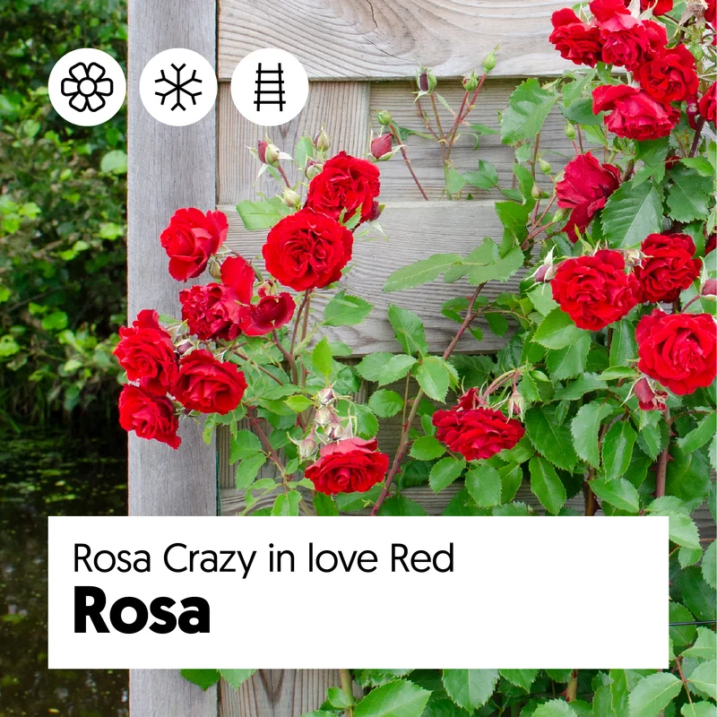 Rosa "crazy in love" (Kletterrose) (M)
