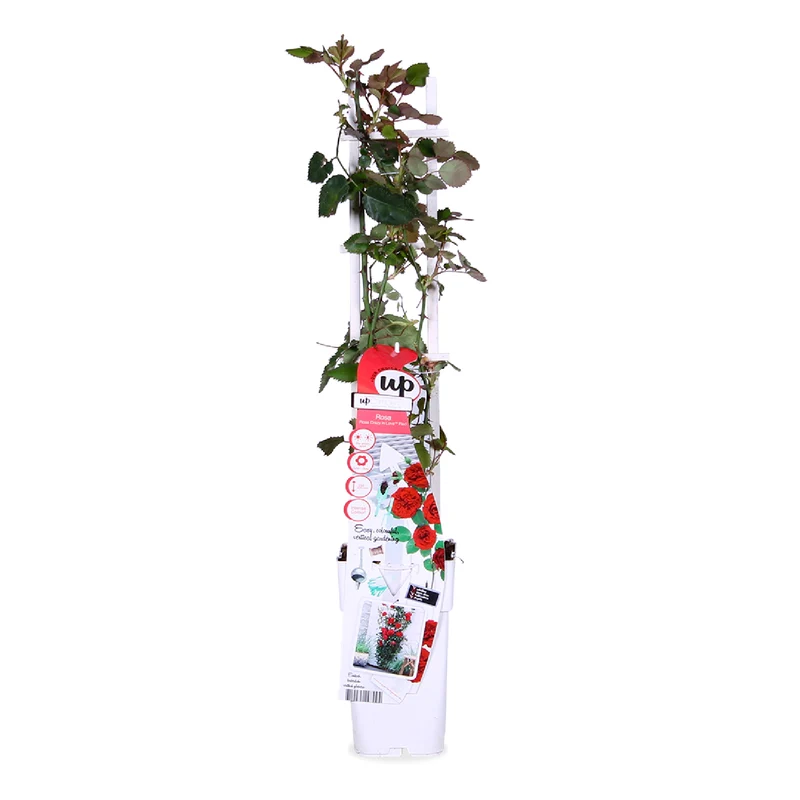 Rosa "crazy in love" (Kletterrose) (M)