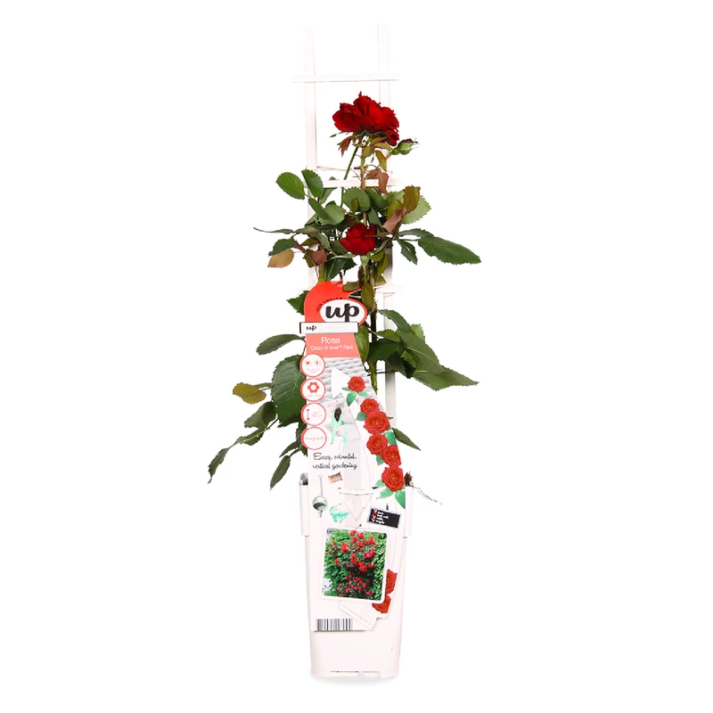 Rosa "crazy in love" (Kletterrose) (M)
