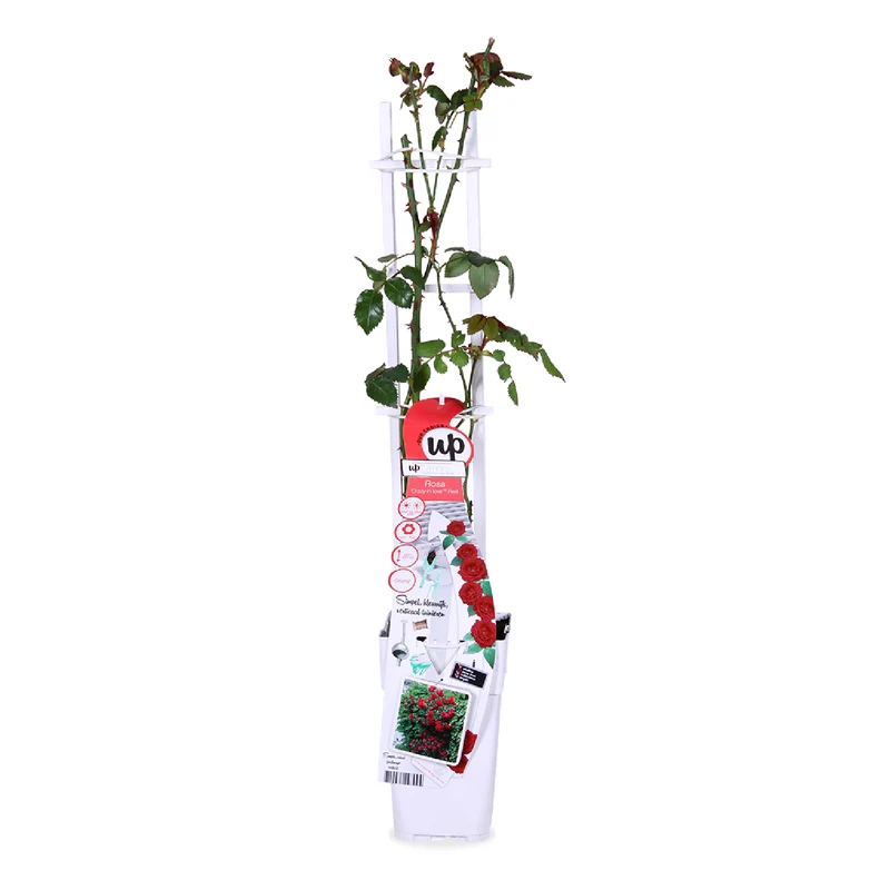 Rosa "crazy in love" (Kletterrose) (M)