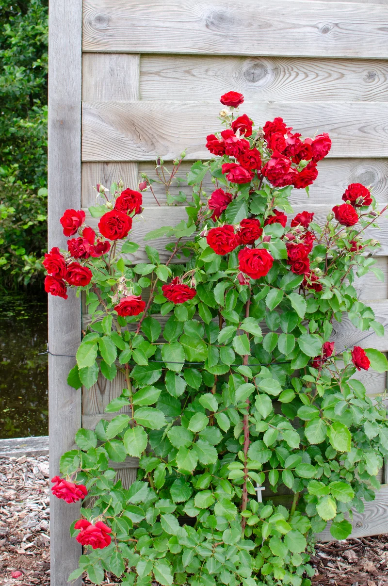 Rosa "crazy in love" (Kletterrose) (M)