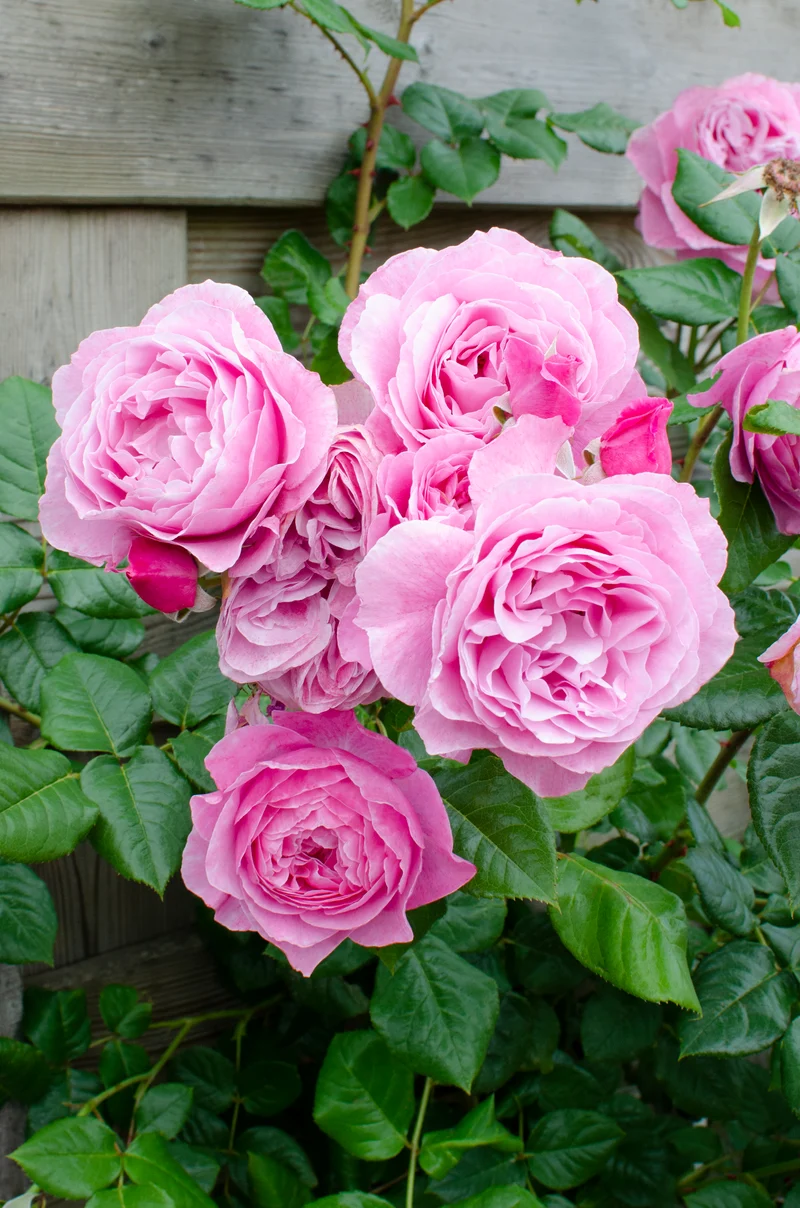 Rosa "crazy in love" (Kletterrose) (M)