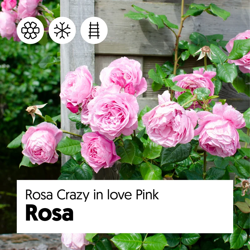 Rosa "crazy in love" (Kletterrose) (M)