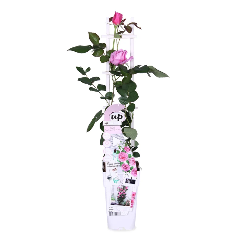 Rosa "crazy in love" (Kletterrose) (M)