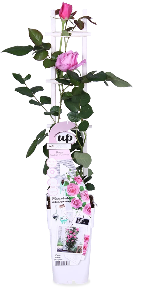 Rosa "crazy in love" (Kletterrose) (M)