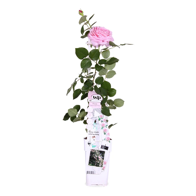 Rosa "crazy in love" (Kletterrose) (M)