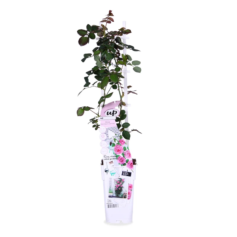 Rosa "crazy in love" (Kletterrose) (M)