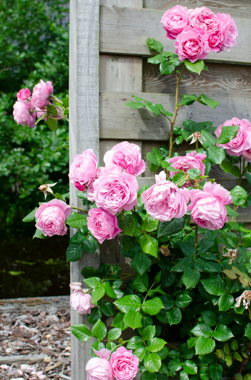 Rosa "crazy in love" (Kletterrose) (M)