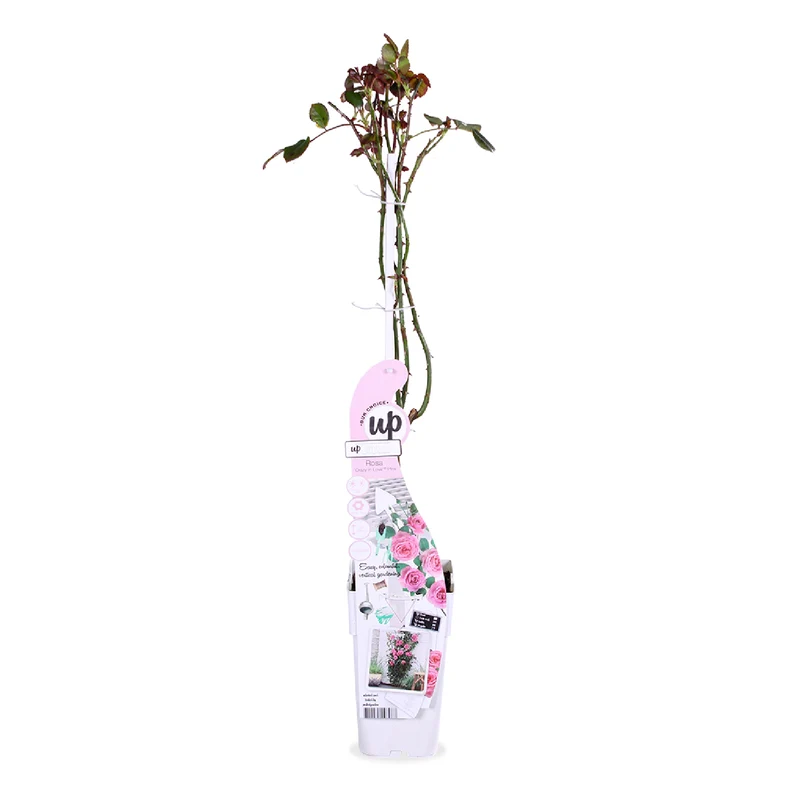 Rosa "crazy in love" (Kletterrose) (M)