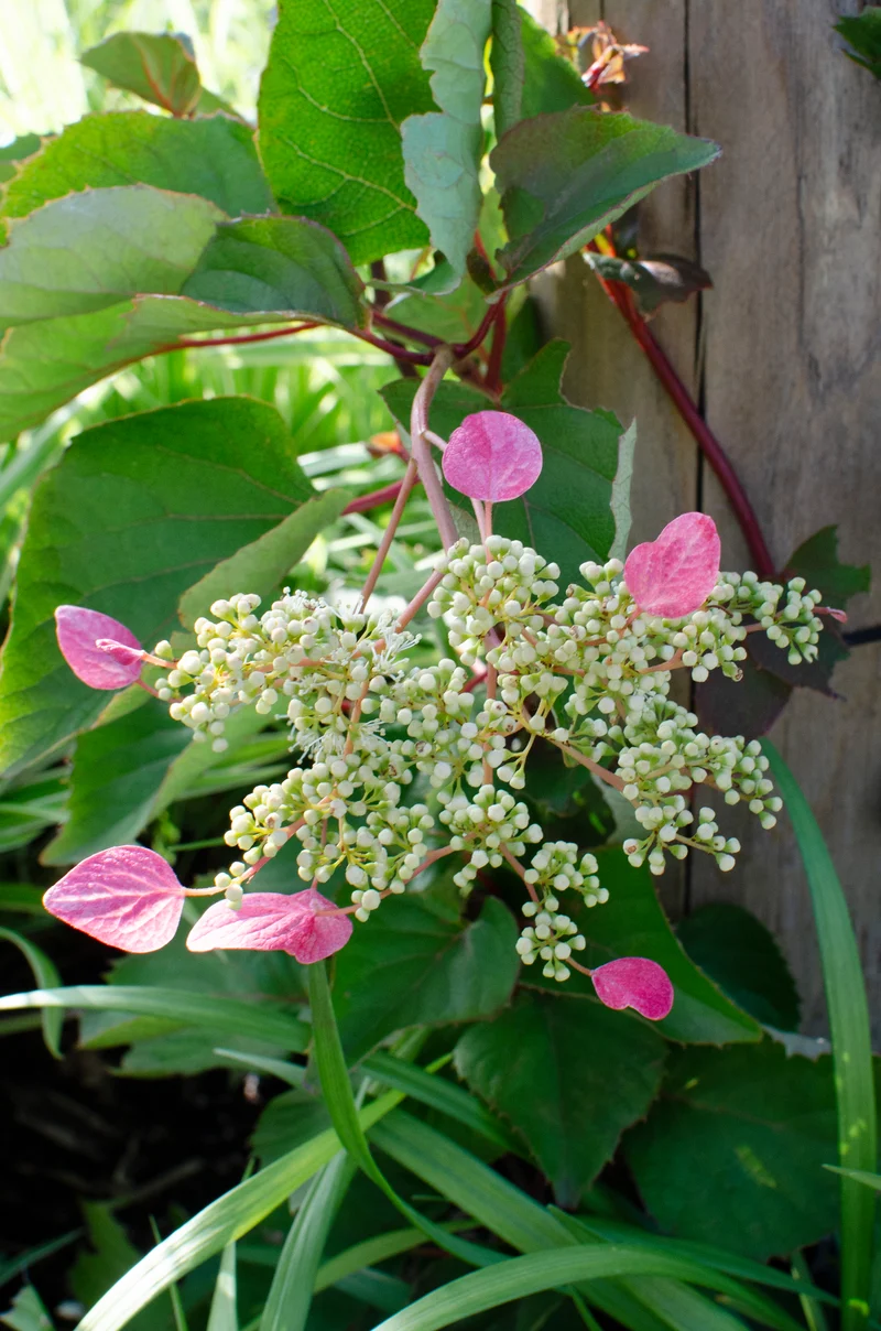 Schizophragma hydrangeoides "rose sensation" (Spalthortensie) (M)