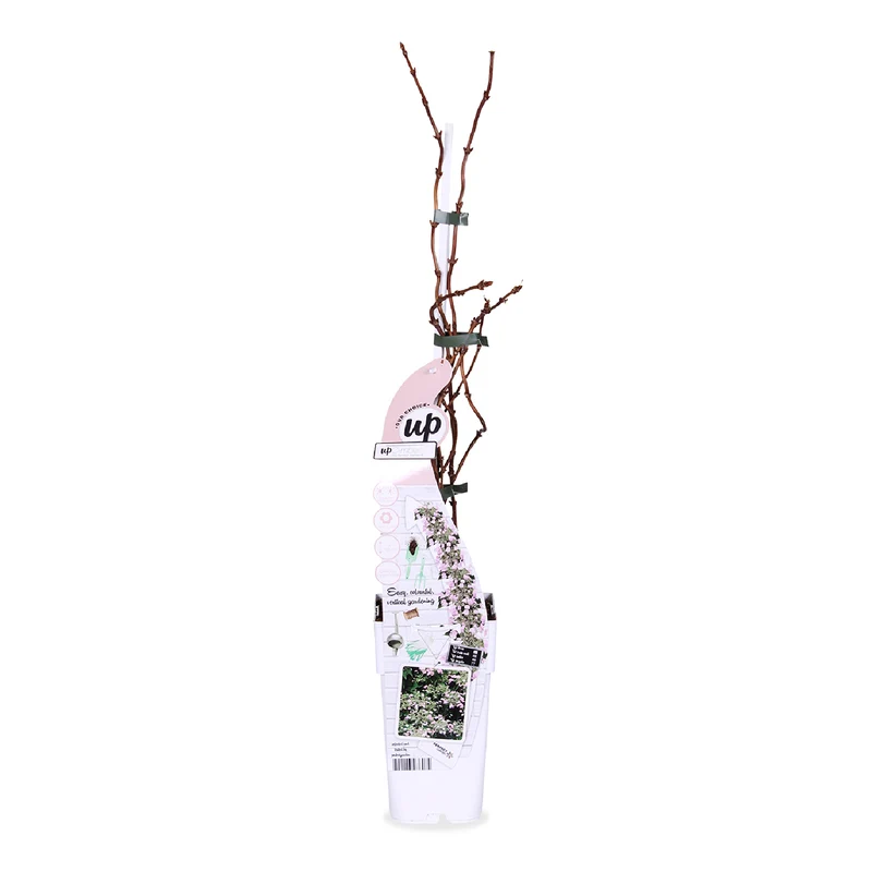 Schizophragma hydrangeoides "rose sensation" (Spalthortensie) (M)