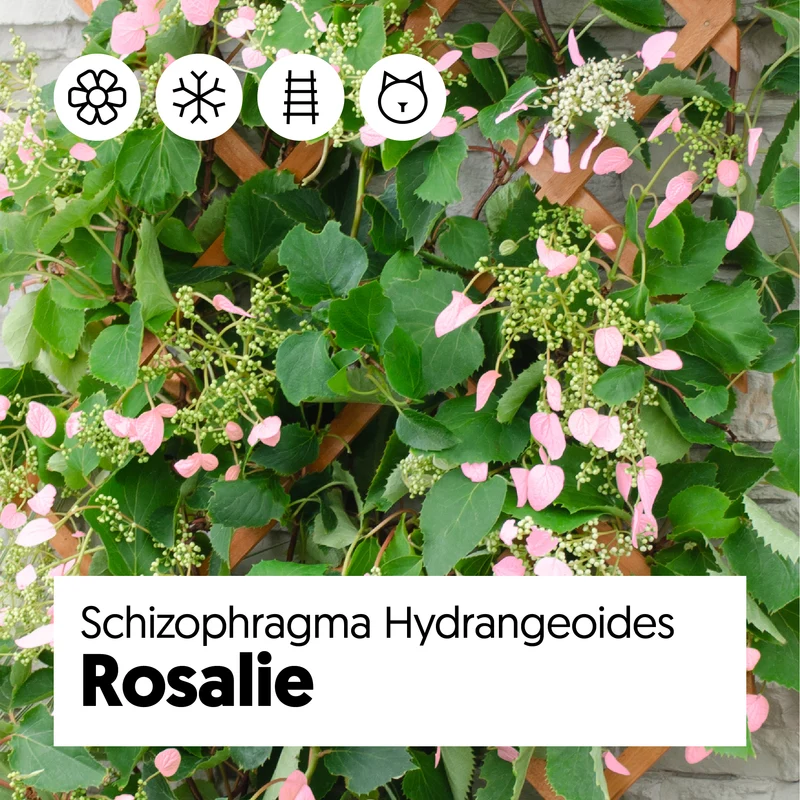 Schizophragma hydrangeoides "rose sensation" (Spalthortensie) (M)