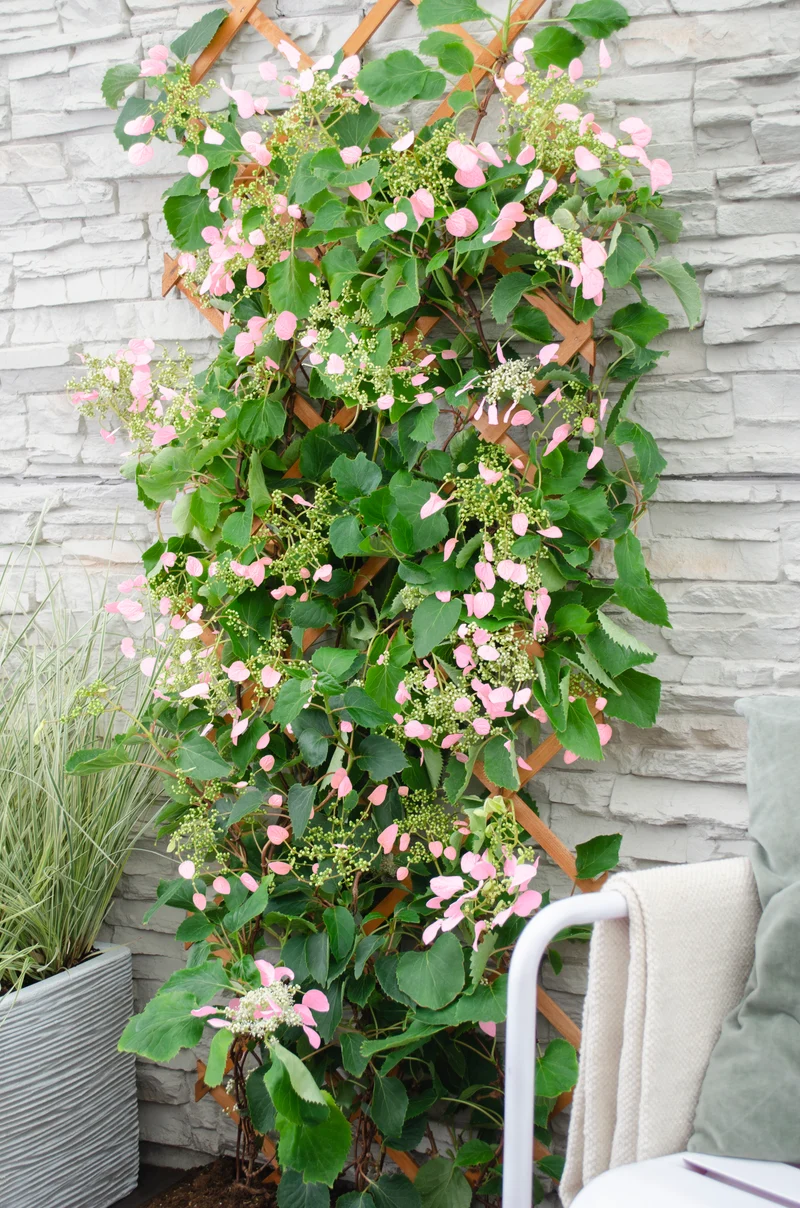Schizophragma hydrangeoides "rose sensation" (Spalthortensie) (M)