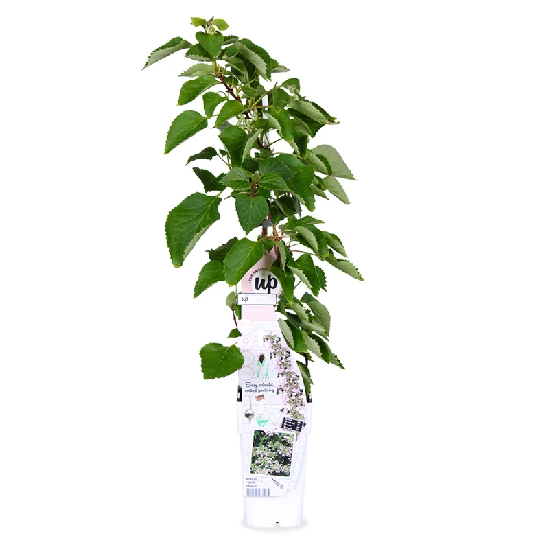 Schizophragma hydrangeoides "rose sensation" (Spalthortensie) (M)