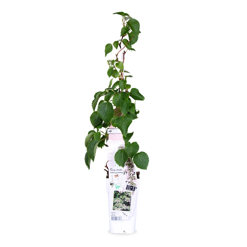 Schizophragma hydrangeoides "rose sensation" (Spalthortensie) (M)