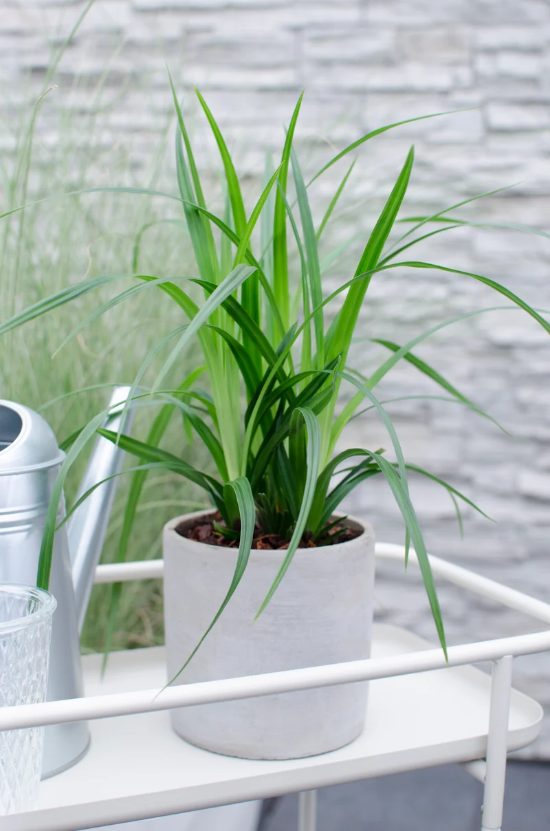 Carex morrowii "irish green" (Japan Segge) (S)