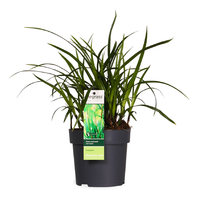 Carex morrowii "irish green" (Japan Segge) (S)