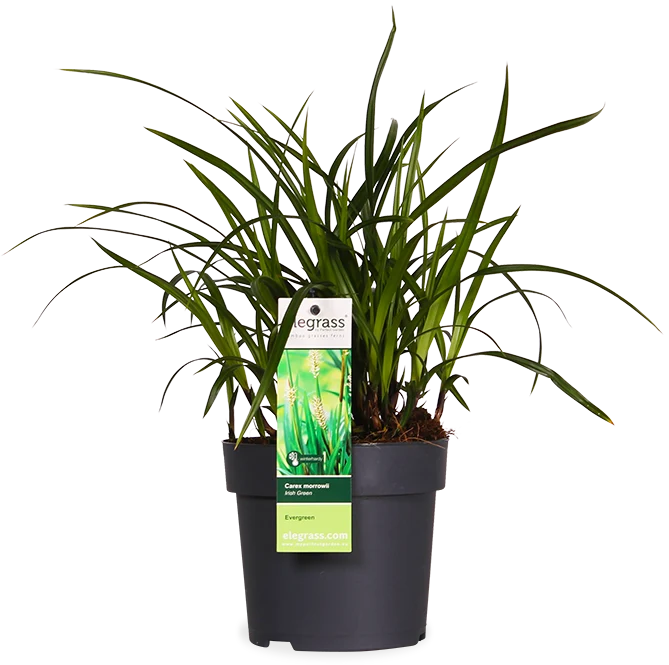 Carex morrowii "irish green" (Japan Segge) (S)