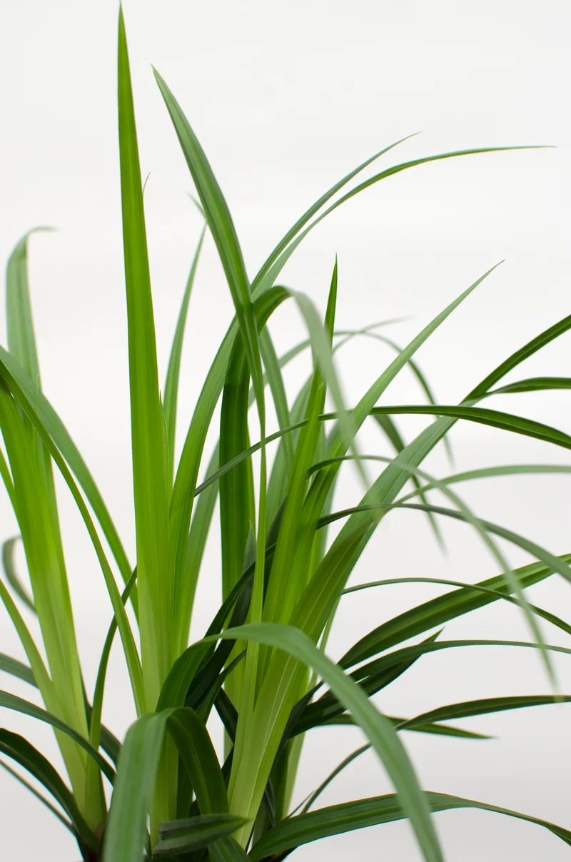 Carex morrowii "irish green" (Japan Segge) (S)