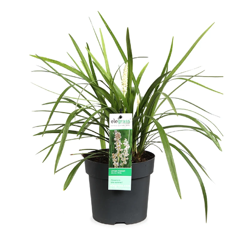 Liriope muscari "monroe white" (Lilientraube) (S)