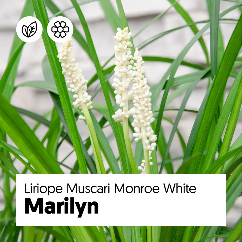 Liriope muscari "monroe white" (Lilientraube) (S)