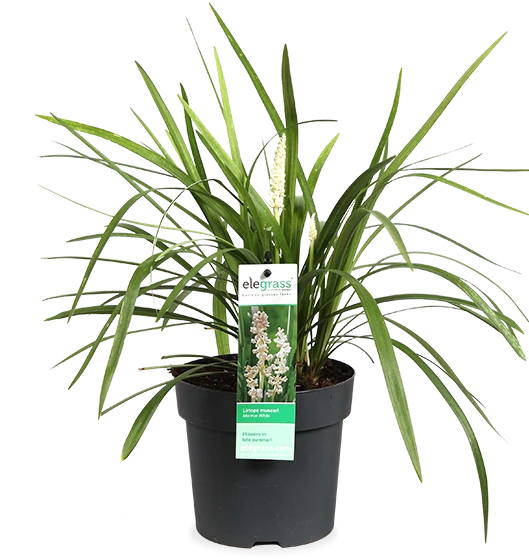 Liriope muscari "monroe white" (Lilientraube) (S)