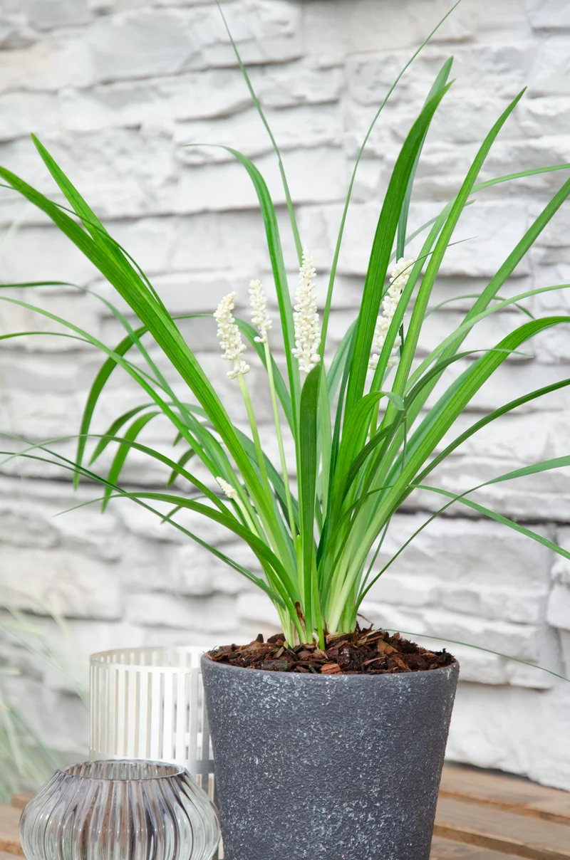 Liriope muscari "monroe white" (Lilientraube) (S)