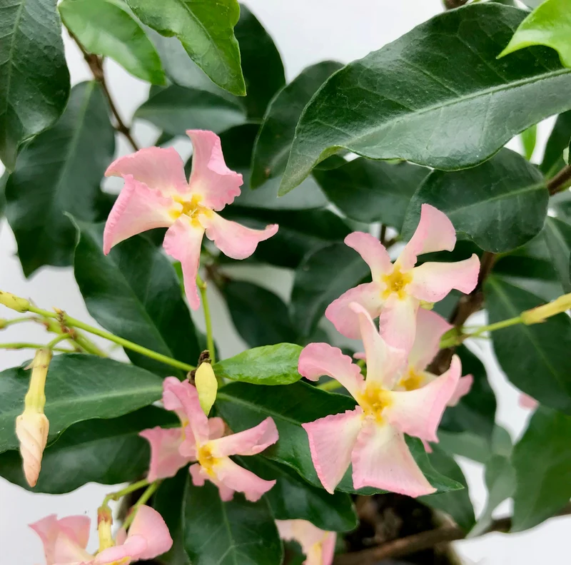 Trachelospermum Star of Ibiza (Sternjasmin) (M)