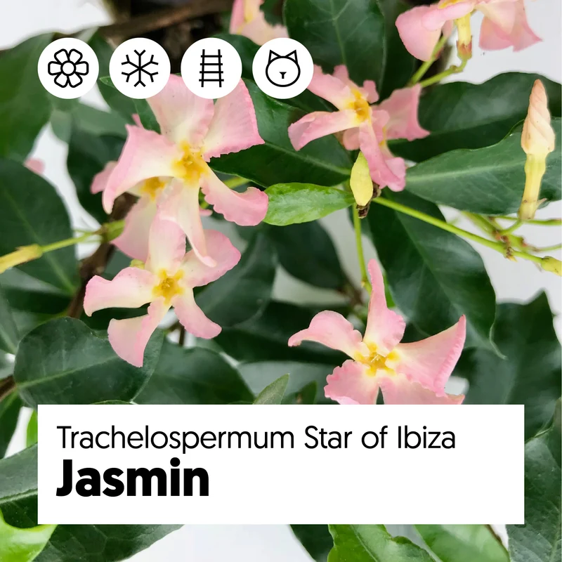 Trachelospermum Star of Ibiza (Sternjasmin) (M)