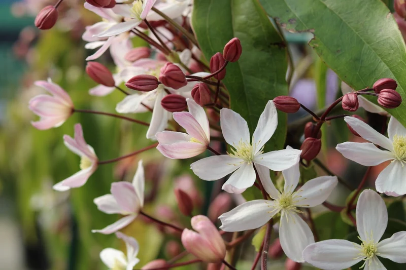 Clematis armandii "apple blossom" (Immergrüne Waldrebe) (M)