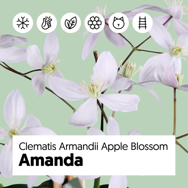 Clematis armandii "apple blossom" (Immergrüne Waldrebe) (M)