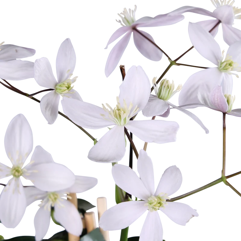 Clematis armandii "apple blossom" (Immergrüne Waldrebe) (M)
